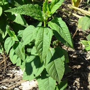 Photographie n°2753607 du taxon Helianthus annuus L. [1753]