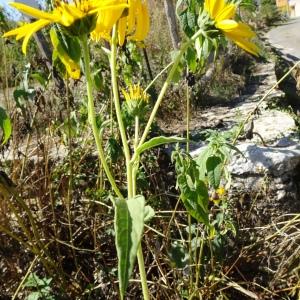 Photographie n°2753608 du taxon Helianthus annuus L. [1753]