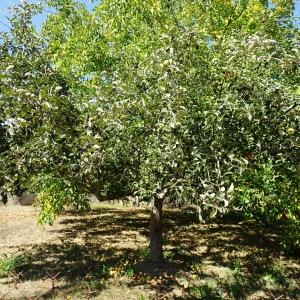 Photographie n°2753911 du taxon Malus domestica Borkh. [1803]