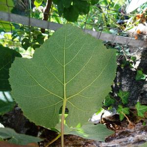 Photographie n°2753920 du taxon Vitis labrusca L. [1753]