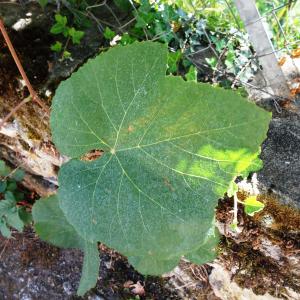 Photographie n°2753922 du taxon Vitis labrusca L. [1753]