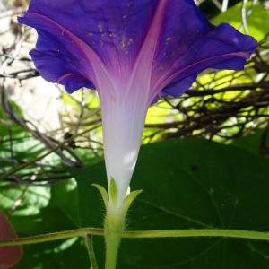 Photographie n°2753930 du taxon Ipomoea purpurea (L.) Roth [1787]