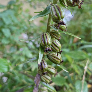 Photographie n°2754325 du taxon Epipactis helleborine (L.) Crantz