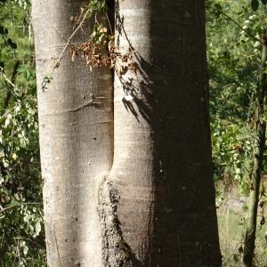 Photographie n°2754352 du taxon Celtis australis L. [1753]