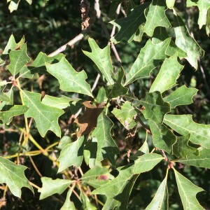 Photographie n°2754515 du taxon Quercus ilicifolia Wangenh.