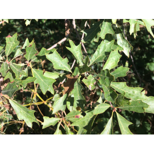 Quercus nigra var. ilicifolia Kuntze (Chêne de Banister)