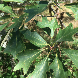 Photographie n°2754516 du taxon Quercus ilicifolia Wangenh.