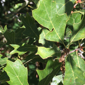 Photographie n°2754519 du taxon Quercus ilicifolia Wangenh.