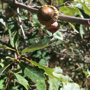 Photographie n°2754520 du taxon Quercus ilicifolia Wangenh.