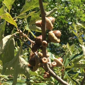 Photographie n°2754521 du taxon Quercus ilicifolia Wangenh.