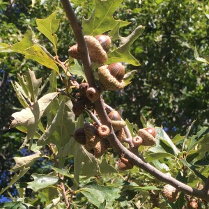  - Quercus ilicifolia Wangenh.