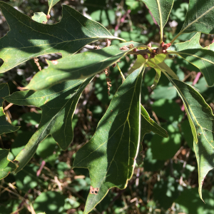  - Quercus ilicifolia Wangenh.