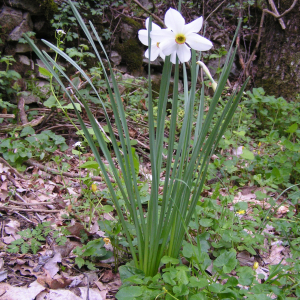 Photographie n°2754525 du taxon Narcissus poeticus L. [1753]