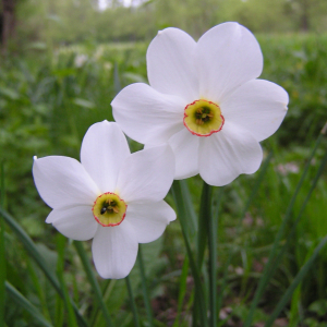 Photographie n°2754527 du taxon Narcissus poeticus L. [1753]