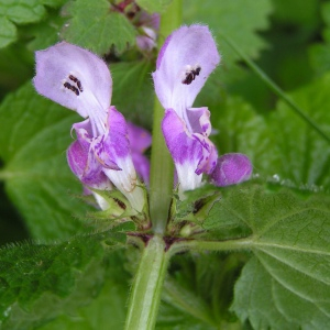 Photographie n°2754532 du taxon Lamium maculatum (L.) L. [1763]