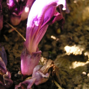 Photographie n°2754542 du taxon Lathraea clandestina L. [1753]