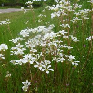 Photographie n°2754574 du taxon Saxifraga granulata L. [1753]