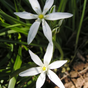 Photographie n°2754594 du taxon Ornithogalum orthophyllum Ten. [1831]