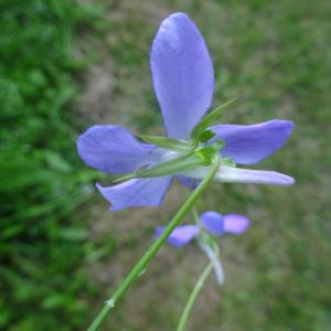 Photographie n°2754917 du taxon Viola cornuta L. [1763]