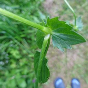 Photographie n°2754919 du taxon Viola cornuta L. [1763]