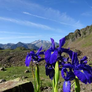 Photographie n°2754933 du taxon Iris latifolia (Mill.) Voss [1895]