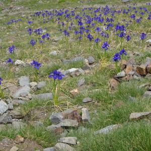 Photographie n°2754939 du taxon Iris latifolia (Mill.) Voss [1895]