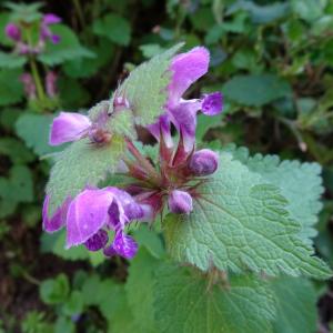 Photographie n°2754963 du taxon Lamium maculatum (L.) L. [1763]