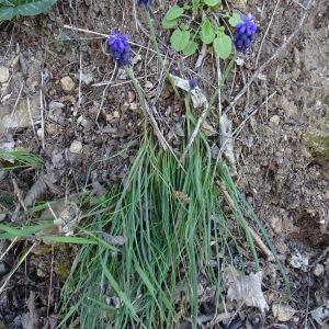 Photographie n°2755003 du taxon Muscari neglectum Guss. ex Ten. [1842]