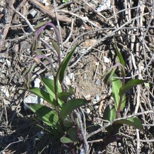 Photographie n°2755495 du taxon Epipactis atrorubens (Hoffm.) Besser [1809]