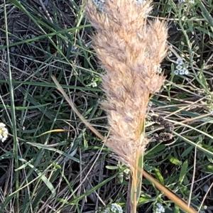 Photographie n°2755530 du taxon Phragmites australis (Cav.) Trin. ex Steud. [1840]