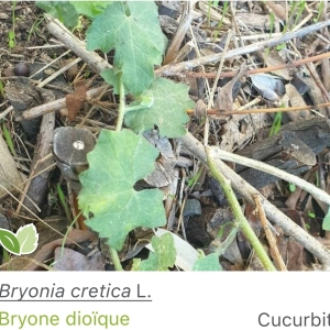 Photographie n°2755565 du taxon Bryonia dioica Jacq.