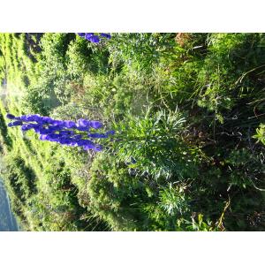 DSC04596 1561 Aconitum Napellus (9).JPG