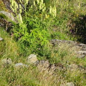 Photographie n°2755949 du taxon Aconitum lycoctonum L. [1753]