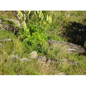 DSC04602 1558 Aconitum (vulparia) lycoctonum (8).JPG