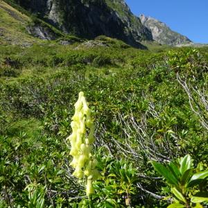 Photographie n°2755950 du taxon Aconitum lycoctonum L. [1753]