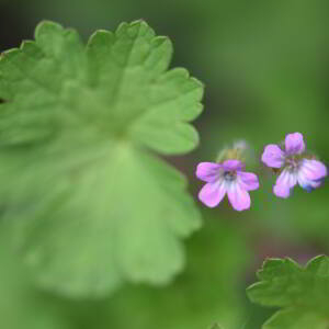 Photographie n°2755977 du taxon Geranium rotundifolium L. [1753]