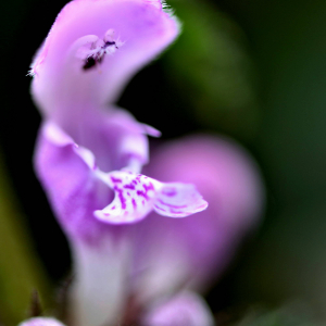 Photographie n°2755988 du taxon Lamium maculatum (L.) L. [1763]