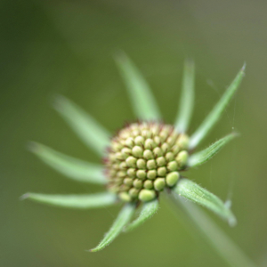  - Scabiosa lucida Vill. [1779]