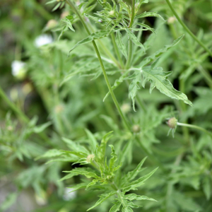 Photographie n°2755999 du taxon Scabiosa lucida Vill. [1779]