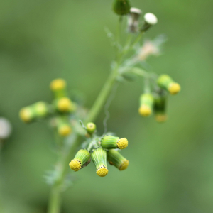  - Senecio vulgaris L. [1753]