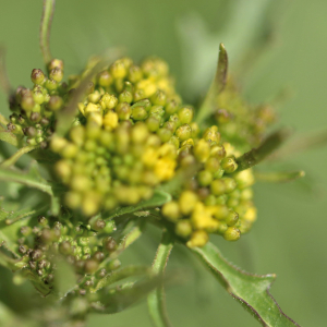 Photographie n°2756016 du taxon Sisymbrium officinale (L.) Scop. [1772]