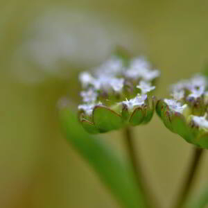 Photographie n°2756025 du taxon Valerianella locusta (L.) Laterr. [1821]