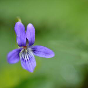 Photographie n°2756031 du taxon Viola riviniana Rchb. [1823]