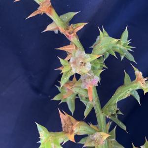 Photographie n°2756047 du taxon Kali soda Moench [1794]