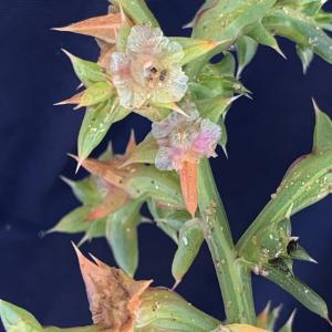 Photographie n°2756048 du taxon Kali soda Moench [1794]