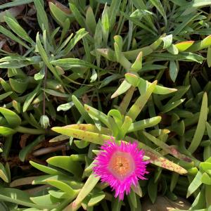  - Carpobrotus acinaciformis (L.) L.Bolus [1927]