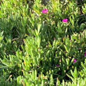  - Carpobrotus acinaciformis (L.) L.Bolus [1927]