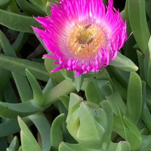  - Carpobrotus acinaciformis (L.) L.Bolus [1927]