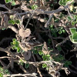 Photographie n°2756407 du taxon Medicago arborea L. [1753]