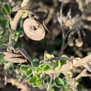 Photographie n°2756408 du taxon Medicago arborea L. [1753]